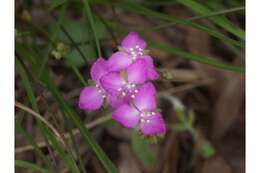 Image of grassleaf roseling