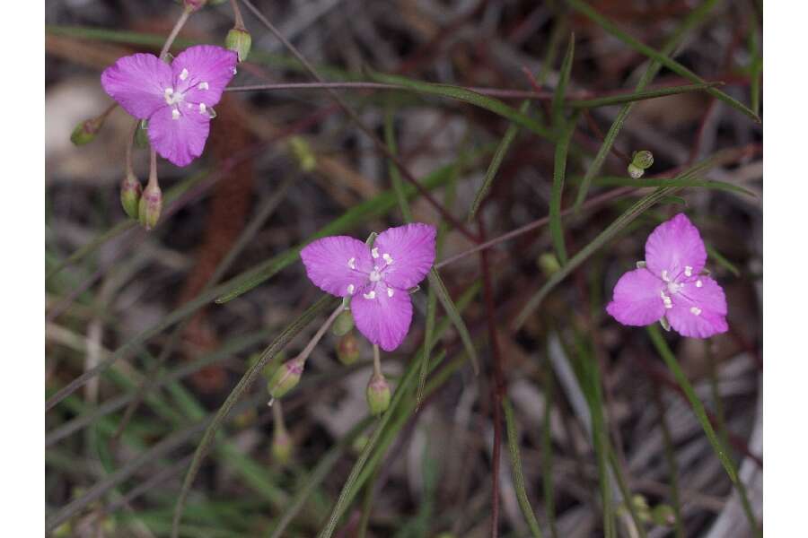 Image of grassleaf roseling