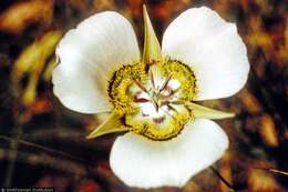 Calochortus gunnisonii S. Watson resmi