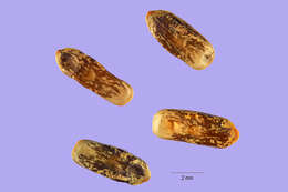 Image of viscid acacia