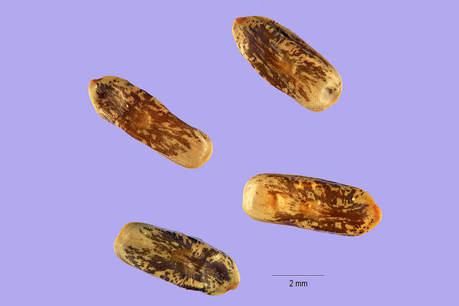 Image of viscid acacia