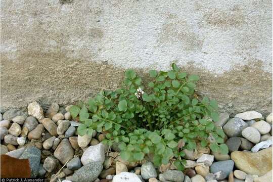 Image of hairy bittercress