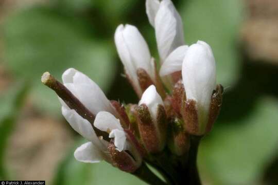 Image of hairy bittercress