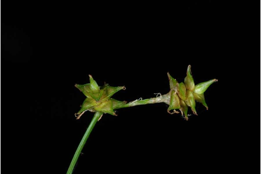 Image of prickly bog sedge