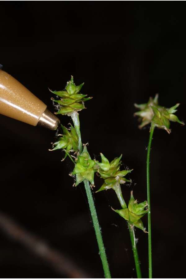 Image of prickly bog sedge