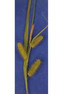 Image of bottlebrush sedge