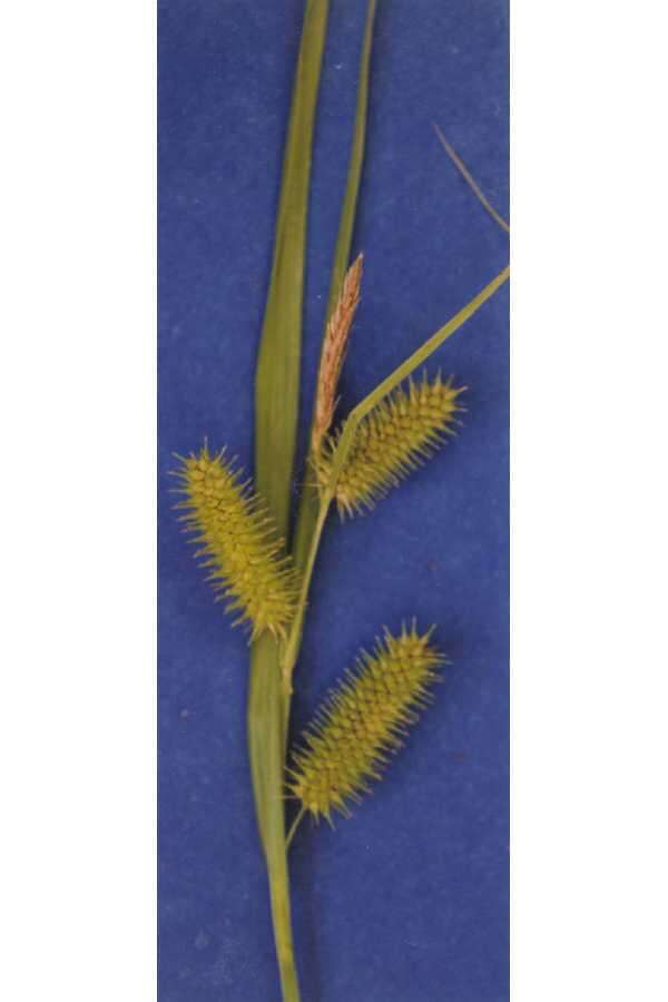 Image of bottlebrush sedge