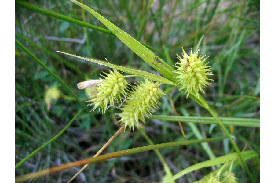 Image of bottlebrush sedge