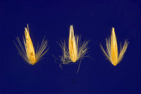 Image of northern reedgrass