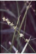 Image of Inland sedge