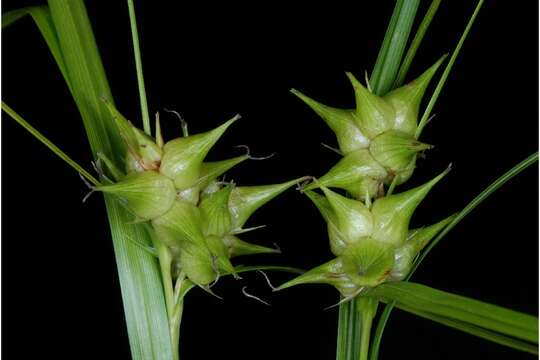 Image of Greater bladder sedge