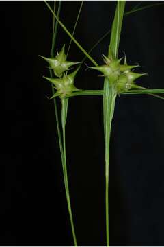 Image of Greater bladder sedge