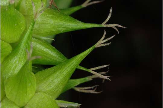 Image of Greater bladder sedge