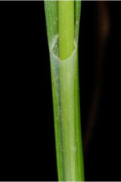 Image of Greater bladder sedge