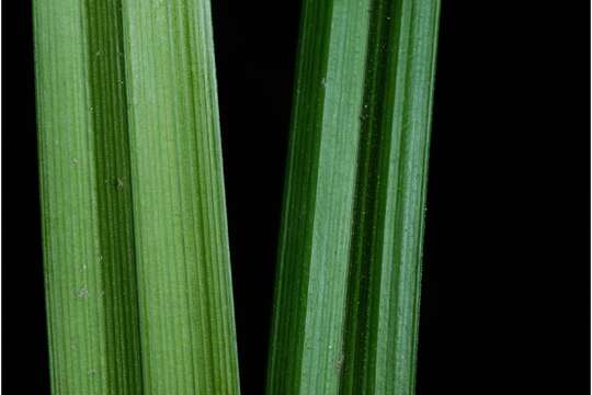 Image of Greater bladder sedge