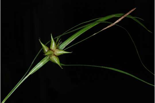 Image of Greater bladder sedge