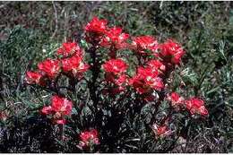 Image of entireleaf Indian paintbrush