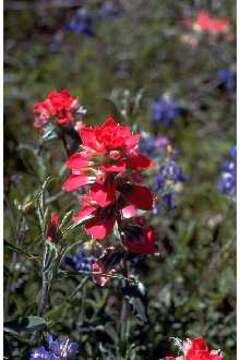 Image of entireleaf Indian paintbrush