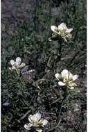 Image of entireleaf Indian paintbrush