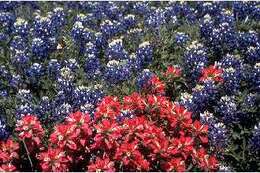 Image of entireleaf Indian paintbrush