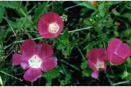 Image of purple poppymallow