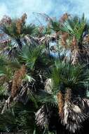 Image of Everglades palm