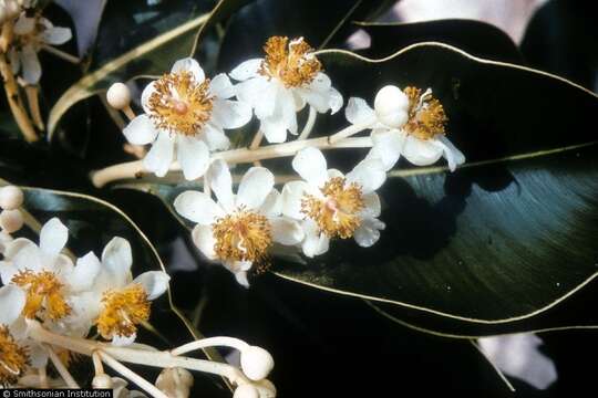 Image of Alexandrian Laurel