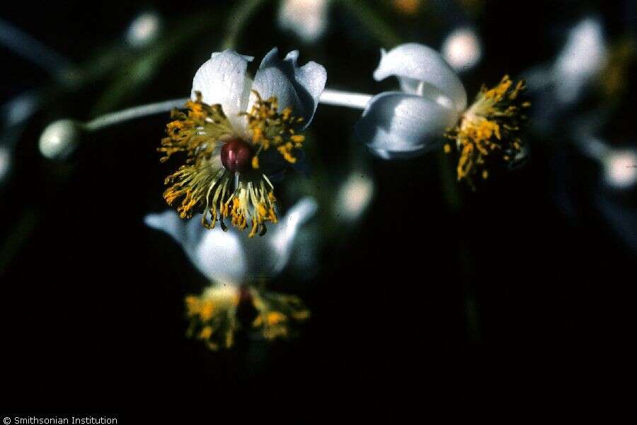 Image of Alexandrian Laurel