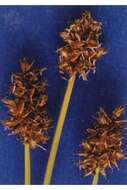 Image of Jones' sedge