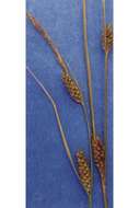 Image of slender sedge