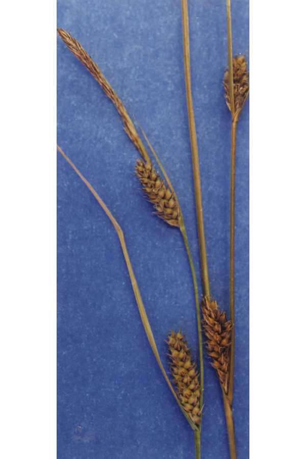 Image of slender sedge