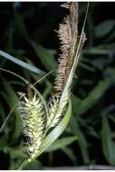 Image of Hairy sedge