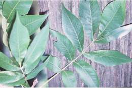 Image of shellbark hickory