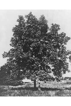 Image of shellbark hickory