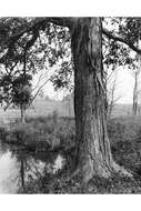 Image of shellbark hickory