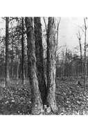 Image of shellbark hickory