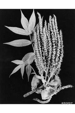 Image of shellbark hickory