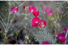 Image of tall poppymallow