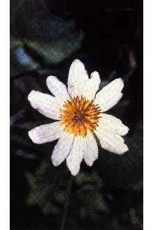 Image of white marsh marigold