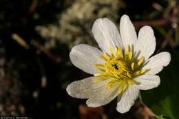 Image of white marsh marigold