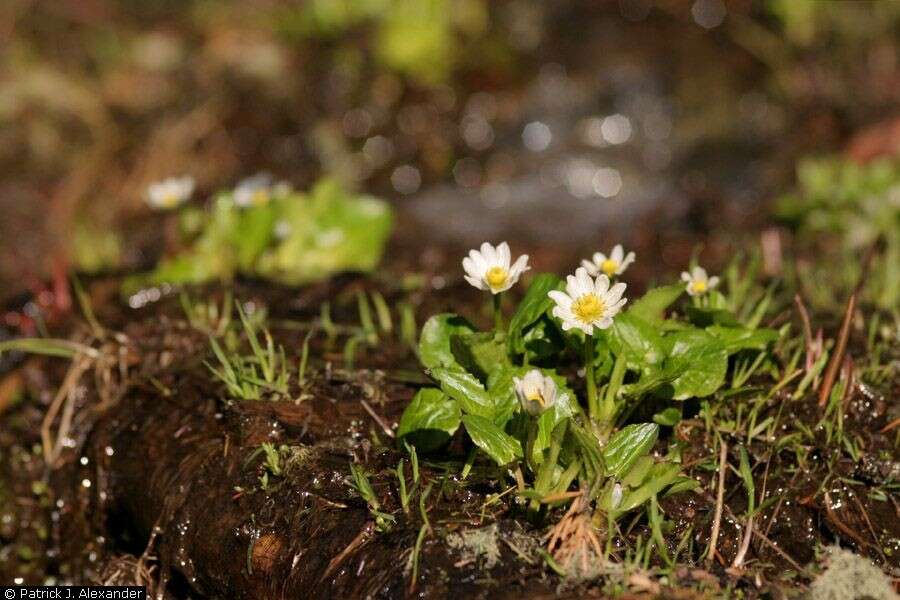 Image of white marsh marigold