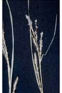 Image of Lakeshore sedge