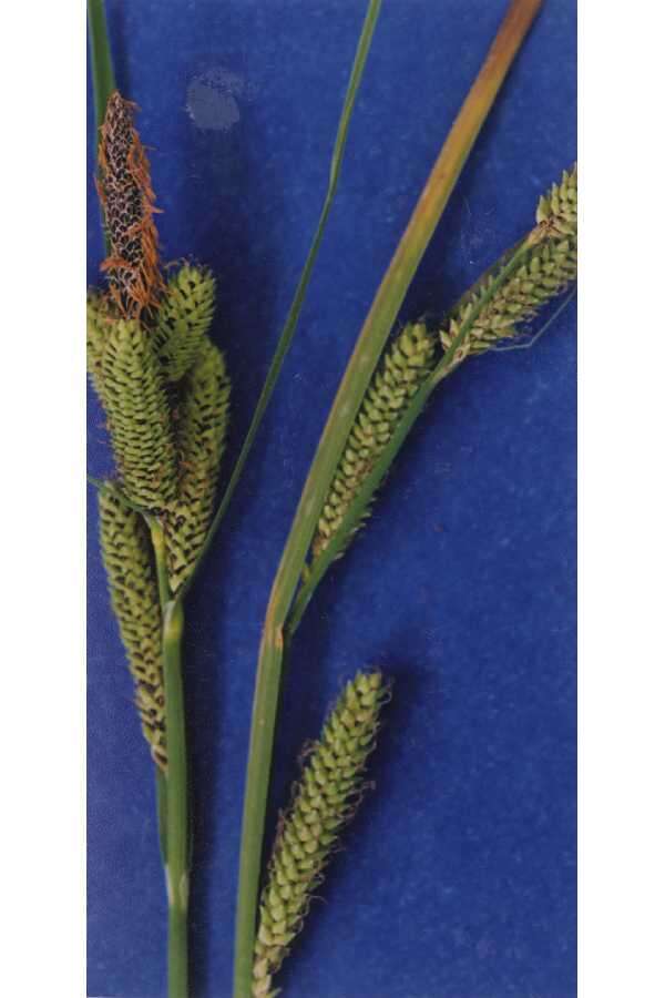 Image of Lakeshore sedge