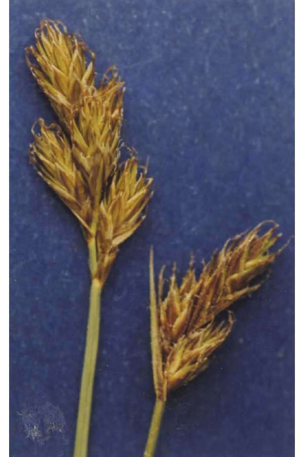 Image of Sierra hare sedge