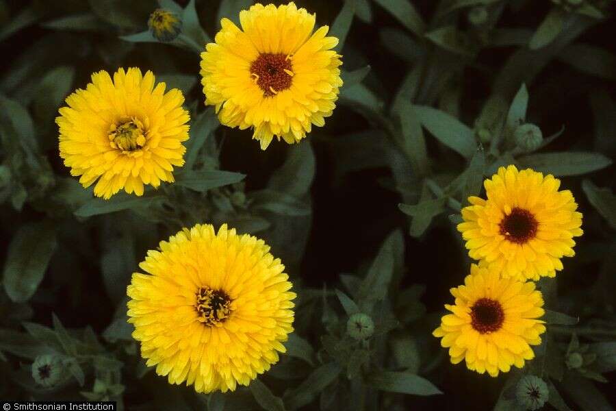 Image of marigold