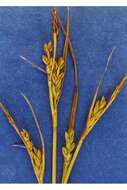 Image of Livid sedge