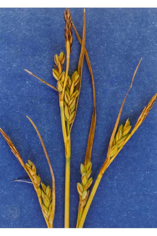 Image of Livid sedge