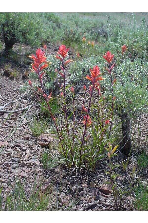 Image of Wyoming Indian paintbrush