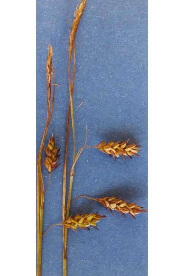 Image of mud sedge