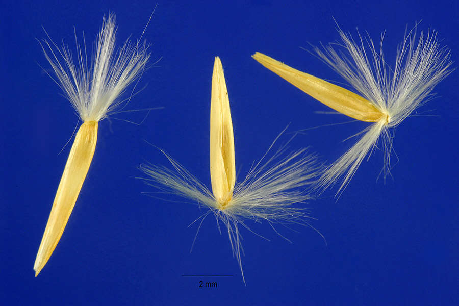 Image of prairie sandreed